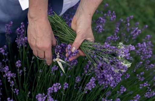 recolta lavanda